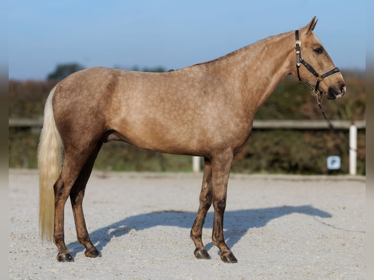 Cruzado Hongre 4 Ans 160 cm Palomino in Neustadt (Wied)