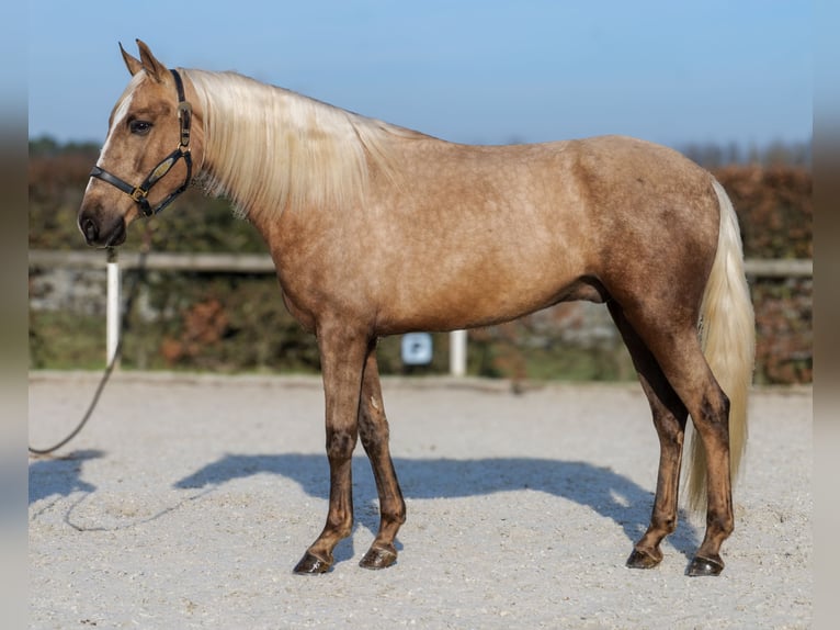 Cruzado Hongre 4 Ans 160 cm Palomino in Neustadt (Wied)