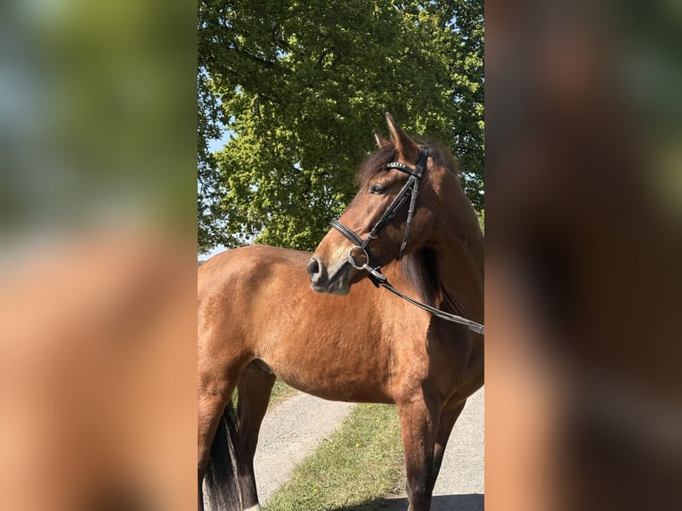 Cruzado Hongre 5 Ans 148 cm Bai in Wachtendonk