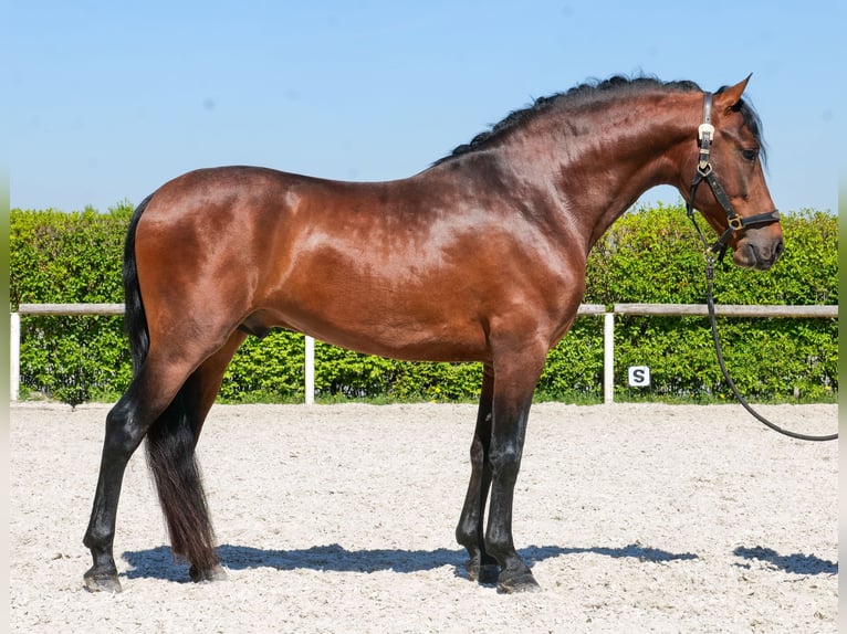 Cruzado Hongre 5 Ans 150 cm Bai in Neustadt (Wied)