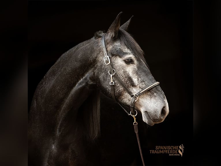 Cruzado Croisé Hongre 5 Ans 154 cm Gris noir in Traventhal