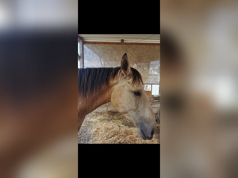 Cruzado Hongre 5 Ans 160 cm Buckskin in Radolfzell am Bodensee