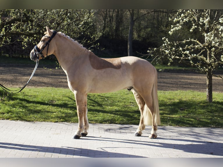 Cruzado Hongre 6 Ans 143 cm Perle in Coesfeld