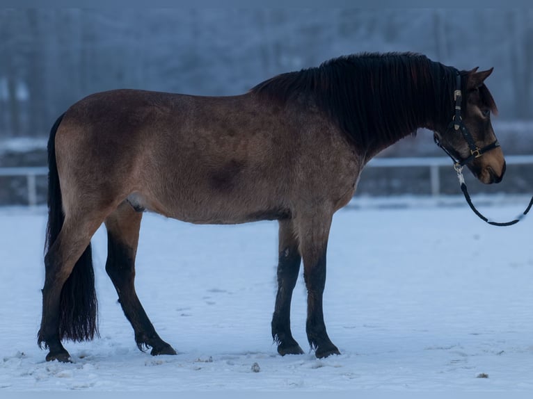 Cruzado Hongre 6 Ans 148 cm Isabelle in Neustadt (Wied)