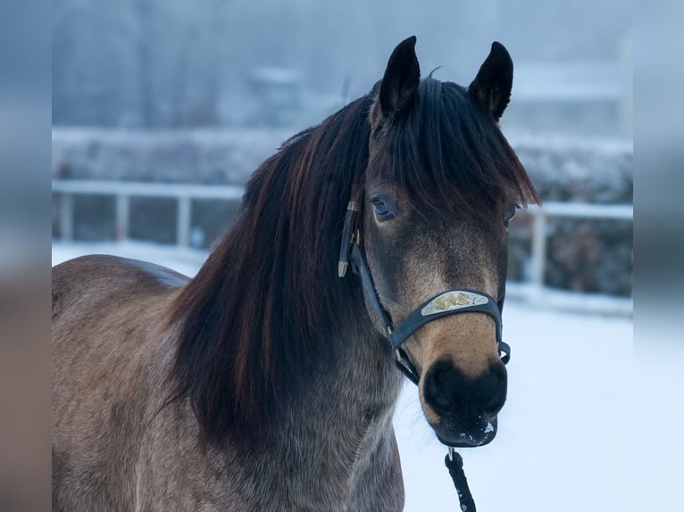 Cruzado Hongre 6 Ans 148 cm Isabelle in Neustadt (Wied)