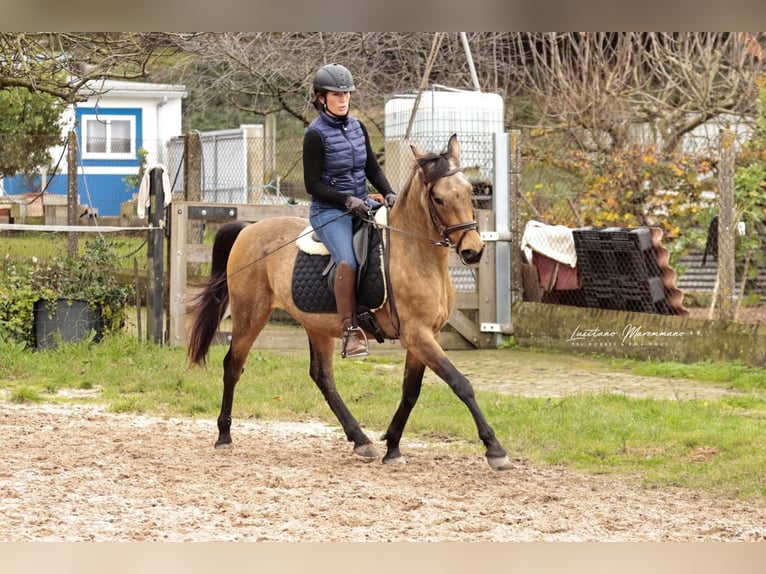 Cruzado Hongre 6 Ans 150 cm Buckskin in RIO MAIOR
