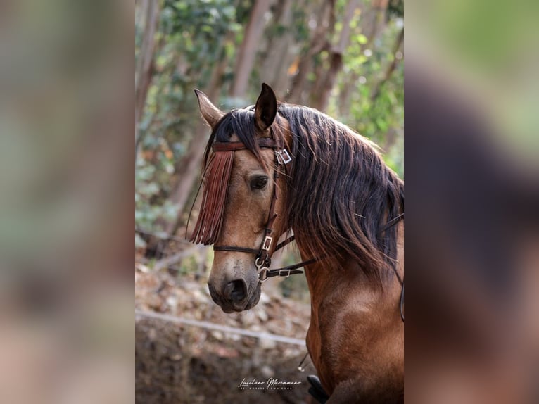 Cruzado Hongre 6 Ans 150 cm Buckskin in RIO MAIOR
