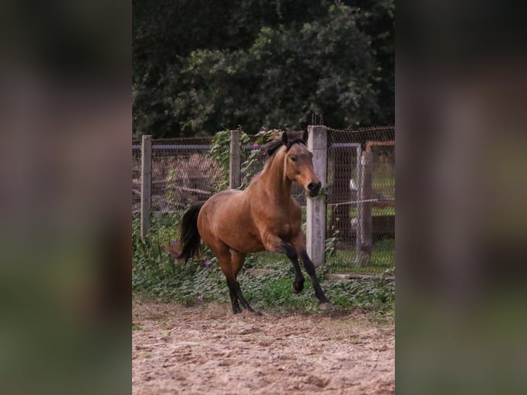 Cruzado Hongre 6 Ans 150 cm Buckskin in RIO MAIOR