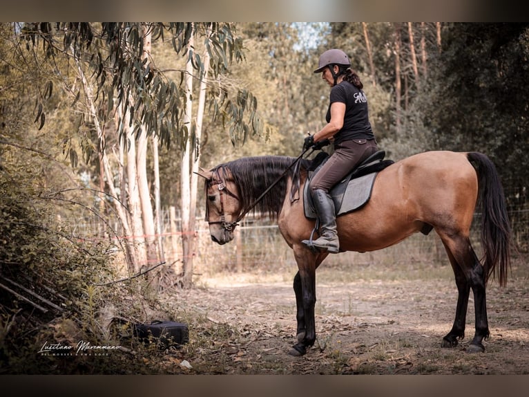 Cruzado Hongre 6 Ans 150 cm Buckskin in RIO MAIOR
