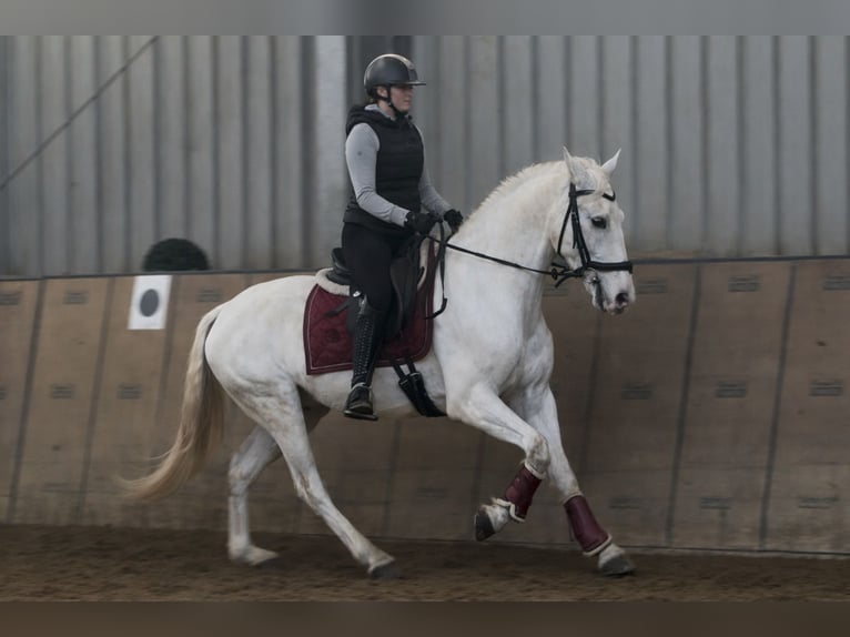 Cruzado Hongre 6 Ans 153 cm Gris in Neustadt (Wied)