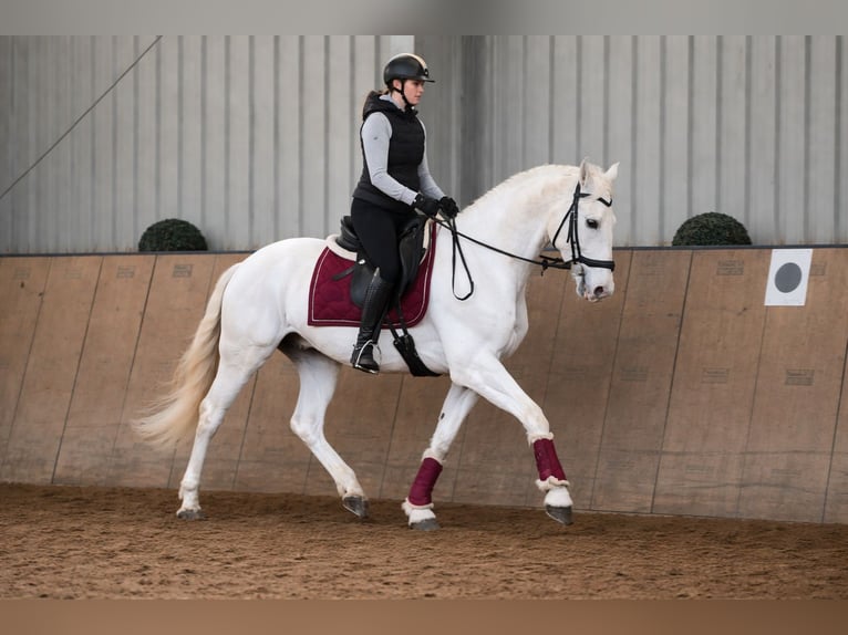 Cruzado Hongre 6 Ans 153 cm Gris in Neustadt (Wied)