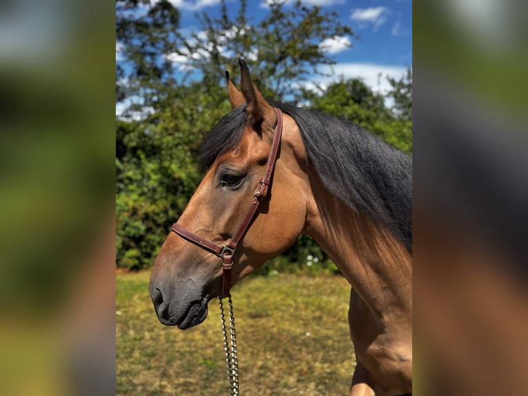 Cruzado Hongre 6 Ans 158 cm Bai in Schimberg