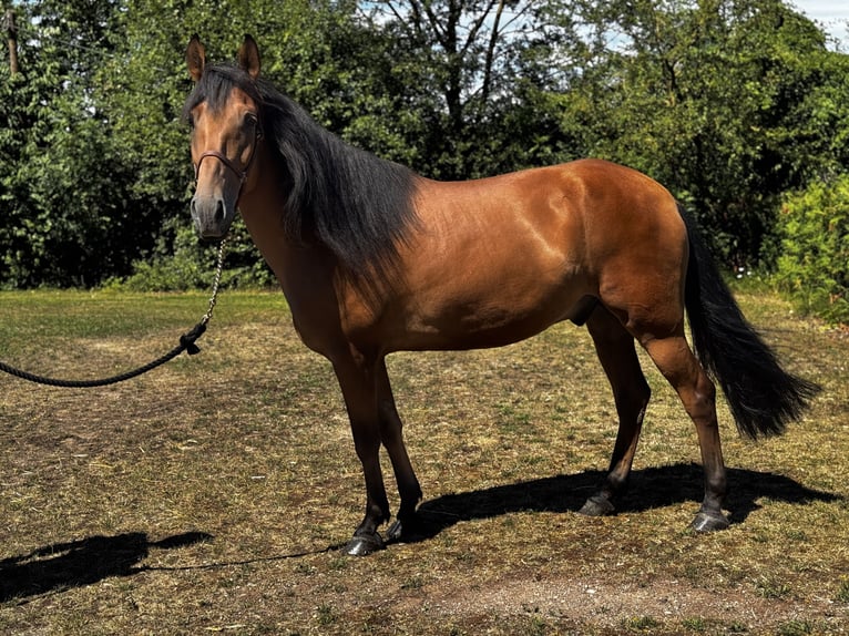 Cruzado Hongre 6 Ans 158 cm Bai in Schimberg