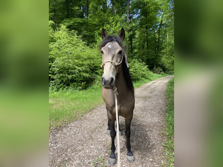 Cruzado Hongre 6 Ans 158 cm Buckskin in Dielsdorf