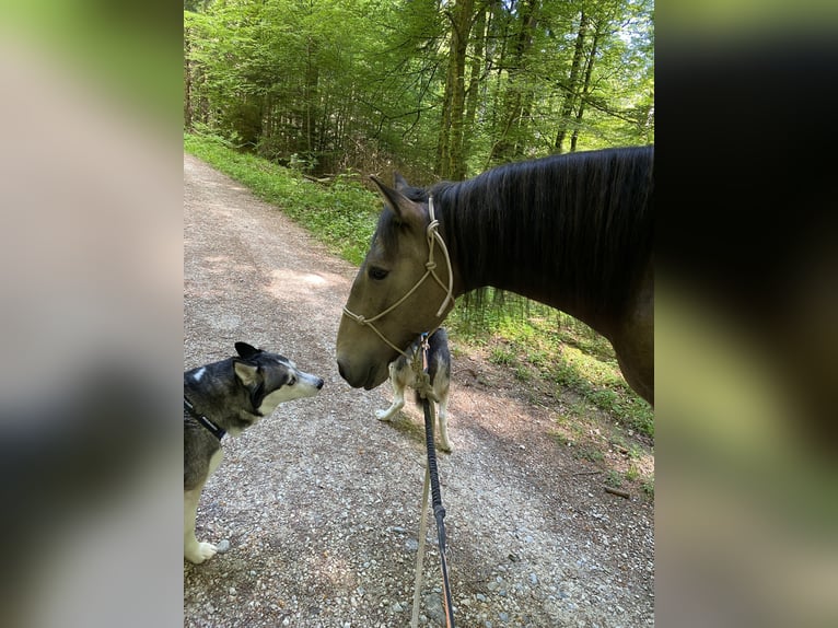 Cruzado Hongre 6 Ans 158 cm Buckskin in Dielsdorf