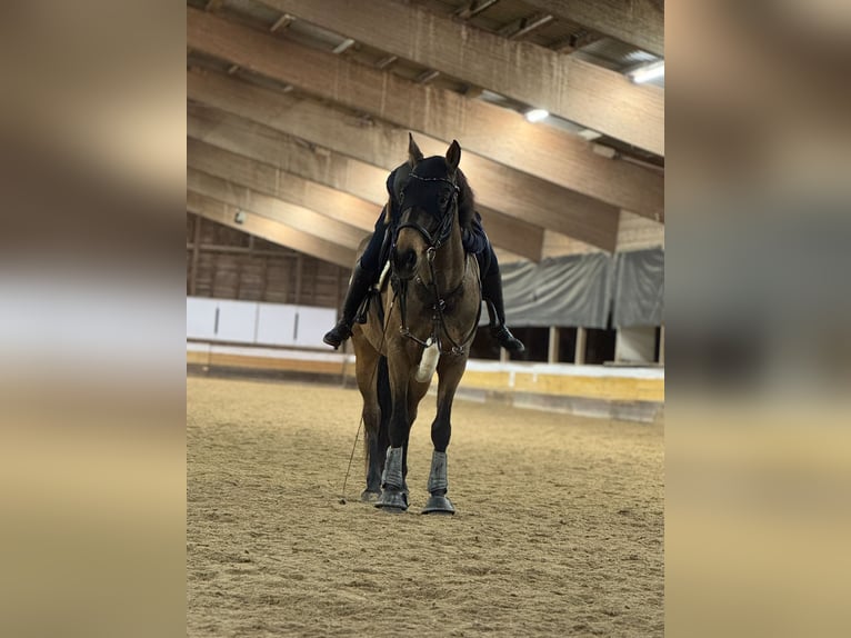 Cruzado Hongre 6 Ans 158 cm Buckskin in Baden