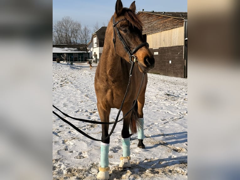 Cruzado Hongre 6 Ans 158 cm Buckskin in Baden