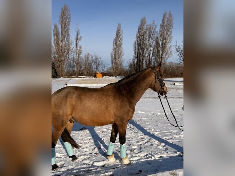 Cruzado Hongre 6 Ans 158 cm Buckskin in Baden