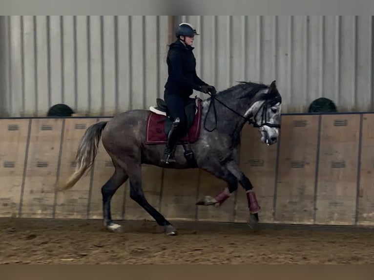 Cruzado Hongre 6 Ans 158 cm Gris in Neustadt (Wied)