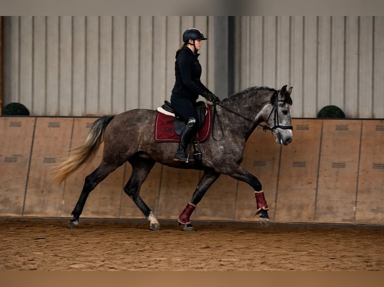 Cruzado Hongre 6 Ans 158 cm Gris in Neustadt (Wied)