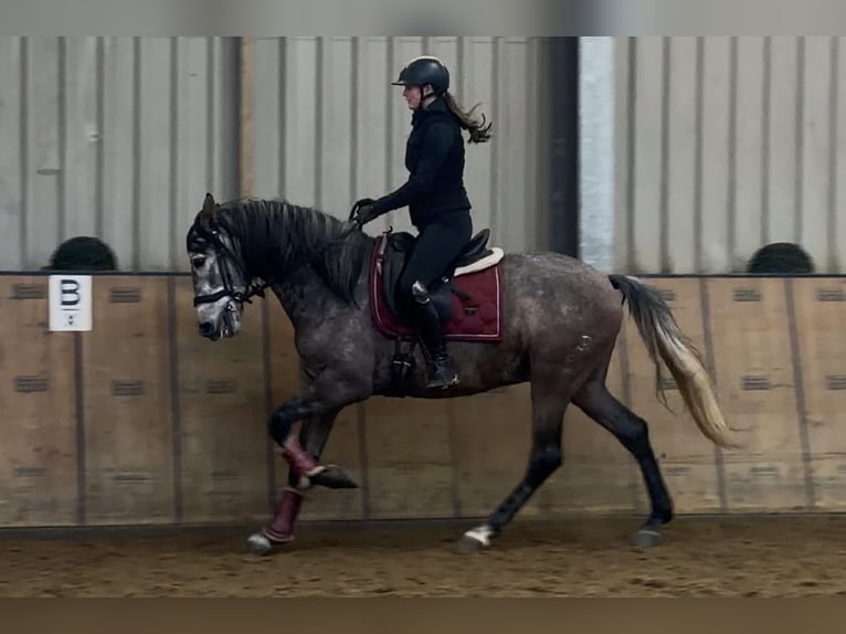 Cruzado Hongre 6 Ans 158 cm Gris in Neustadt (Wied)