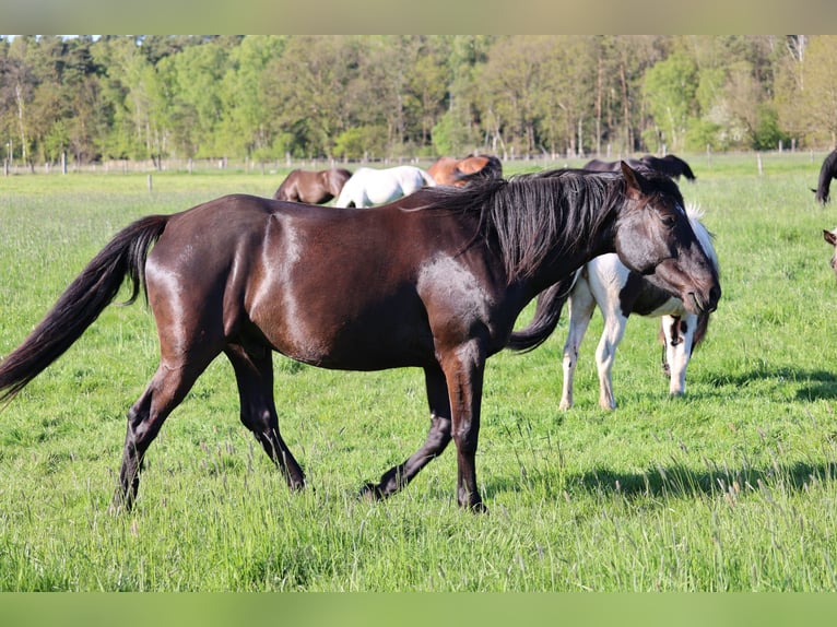 Cruzado Croisé Hongre 6 Ans 163 cm Bai brun in Langenhagen