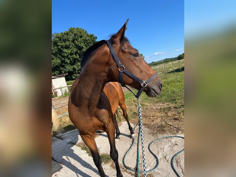 Cruzado Hongre 6 Ans 163 cm in Stegen