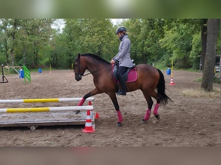 Cruzado Hongre 6 Ans 163 cm in Stegen