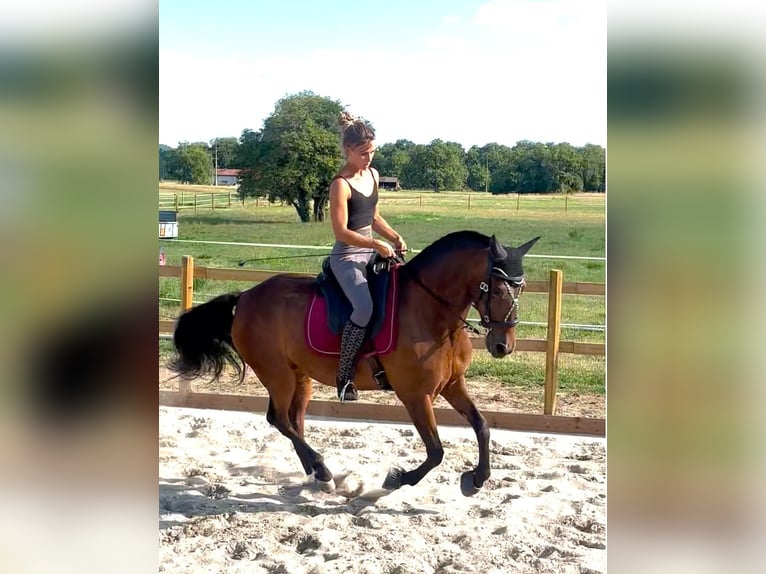 Cruzado Hongre 6 Ans 163 cm in Stegen
