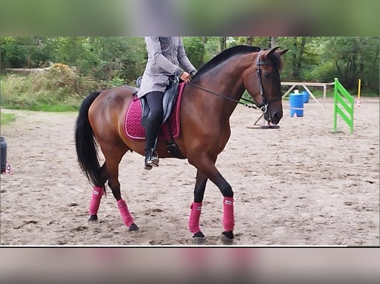 Cruzado Hongre 6 Ans 163 cm in Stegen