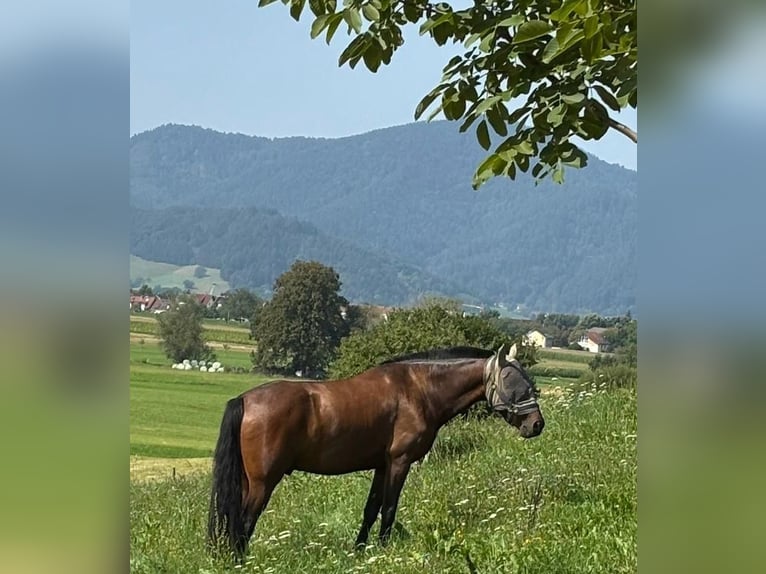 Cruzado Hongre 6 Ans 163 cm in Stegen