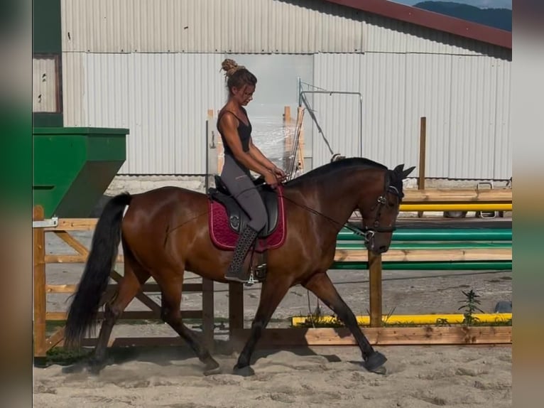 Cruzado Hongre 6 Ans 163 cm in Stegen