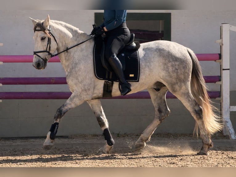 Cruzado Hongre 6 Ans 164 cm Gris in Dielsdorf