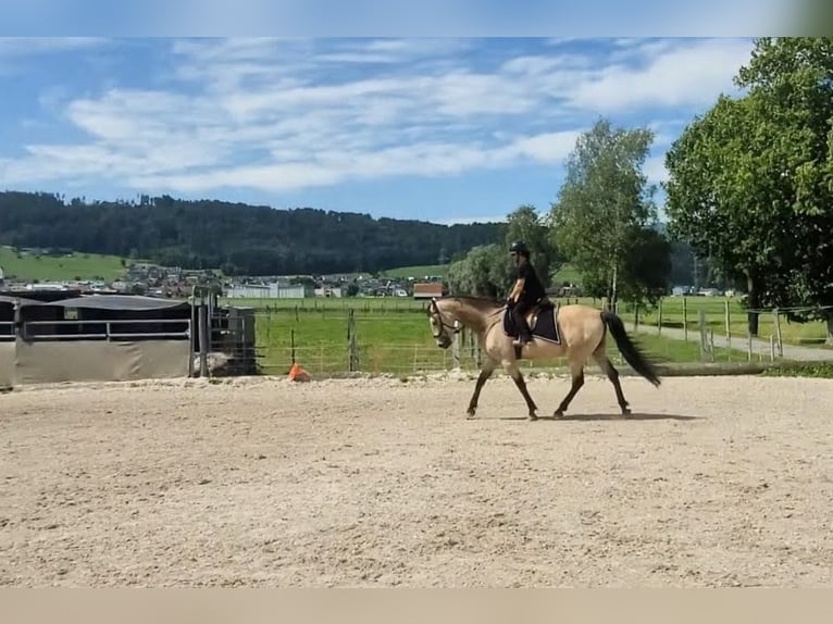 Cruzado Croisé Hongre 6 Ans 174 cm Buckskin in Tuggen