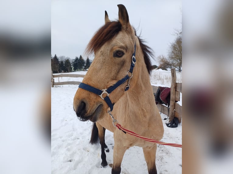 Cruzado Hongre 7 Ans 147 cm Buckskin in Frohburg