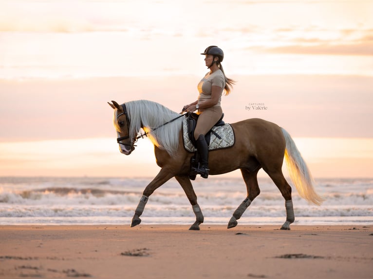 Cruzado Hongre 7 Ans 153 cm Palomino in Rotterdam