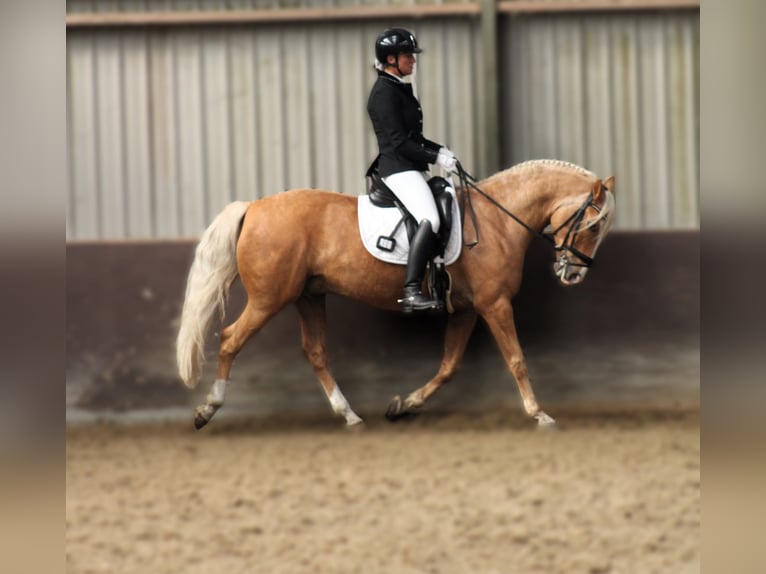 Cruzado Hongre 7 Ans 153 cm Palomino in Rotterdam