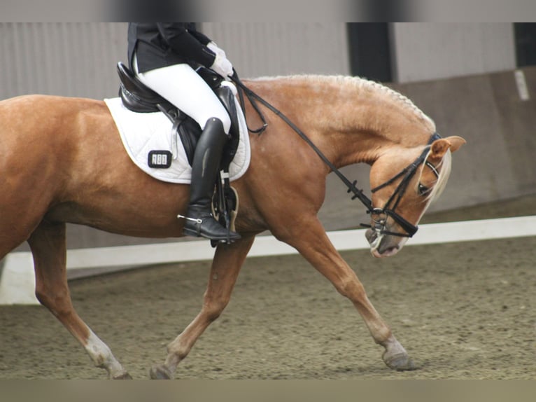Cruzado Hongre 7 Ans 153 cm Palomino in Rotterdam