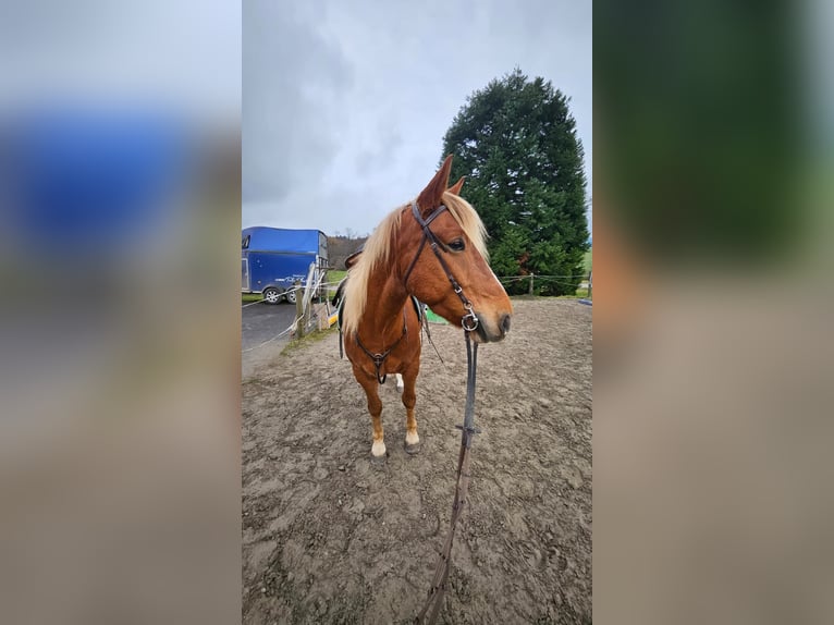 Cruzado Hongre 7 Ans 155 cm Alezan in Wiesendangen