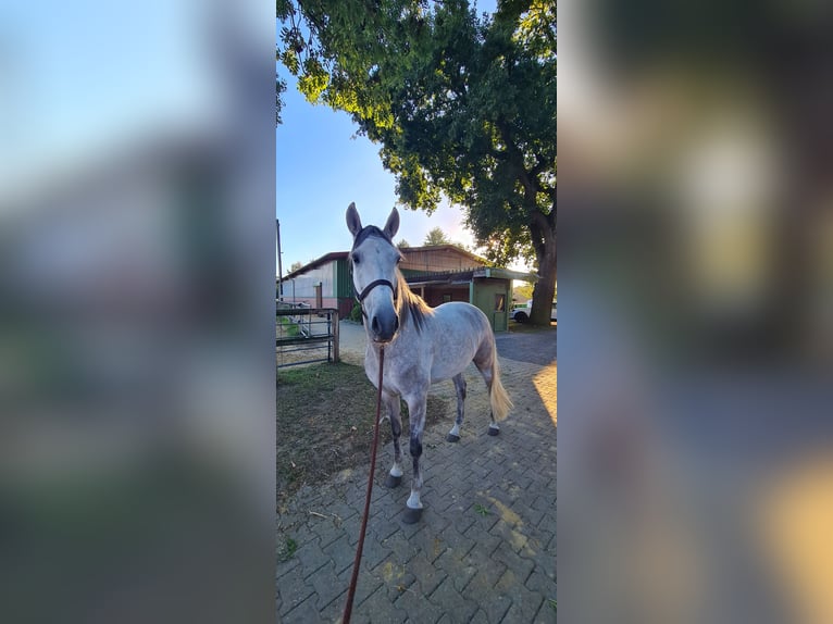 Cruzado Hongre 7 Ans 155 cm Gris pommelé in Hünxe