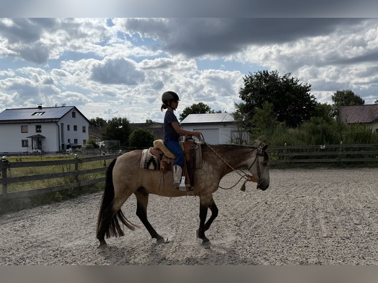 Cruzado Croisé Hongre 7 Ans 155 cm Isabelle in Offenberg