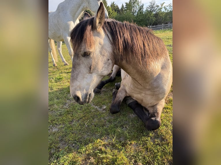 Cruzado Croisé Hongre 7 Ans 155 cm Isabelle in Offenberg