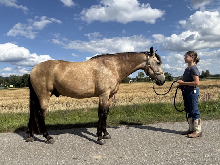 Cruzado Croisé Hongre 7 Ans 155 cm Isabelle in Offenberg