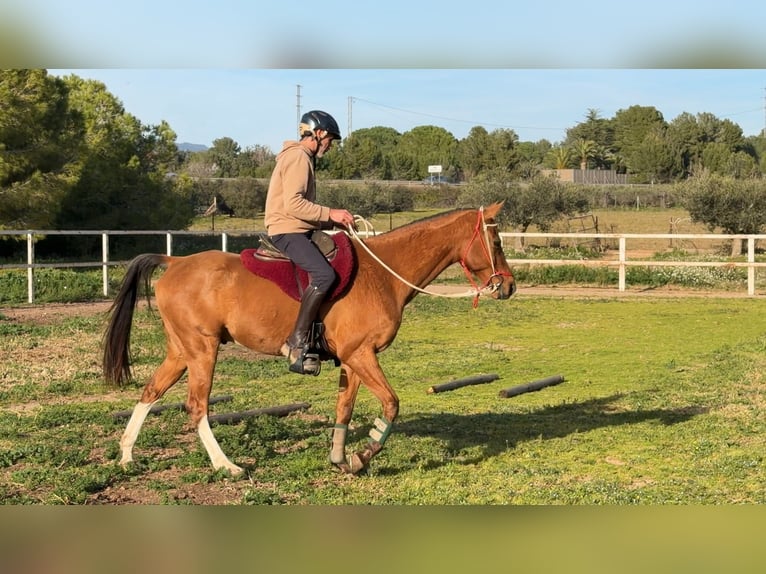 Cruzado Hongre 7 Ans 158 cm Alezan in Valls