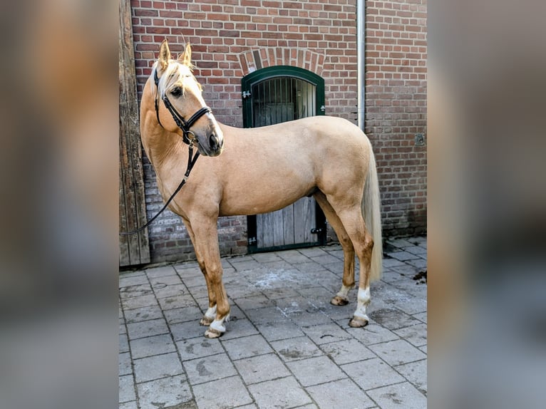 Cruzado Hongre 7 Ans 158 cm Palomino in Rommerskirchen