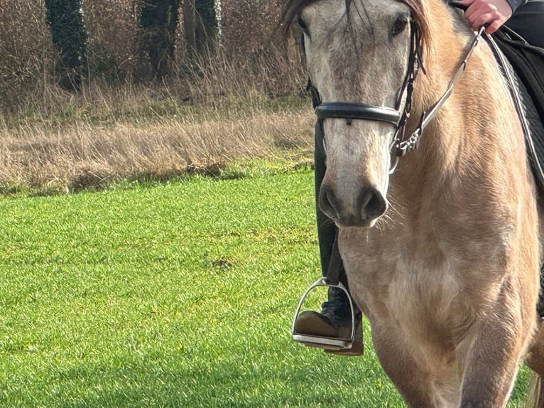 Cruzado Croisé Hongre 7 Ans 160 cm Aubère in Weeze