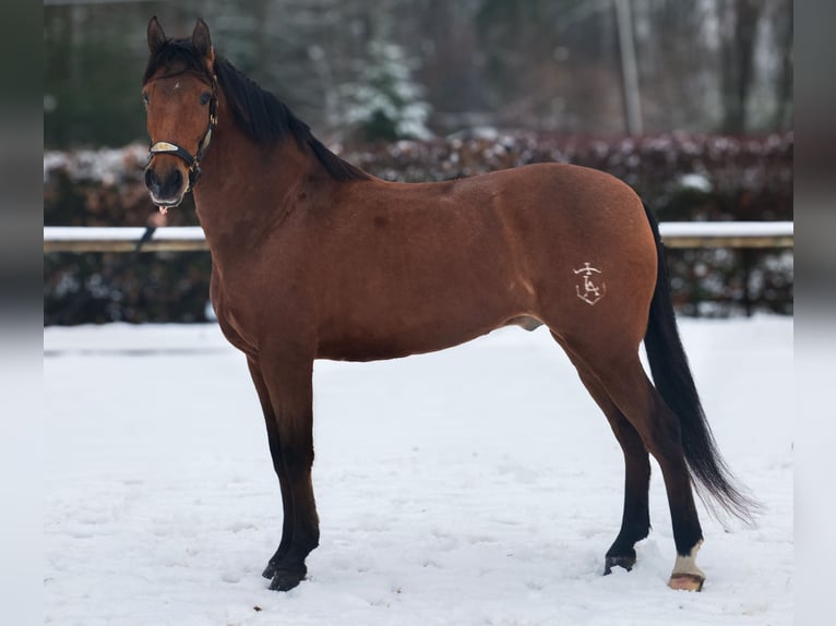 Cruzado Hongre 7 Ans 160 cm Bai in Neustadt (Wied)