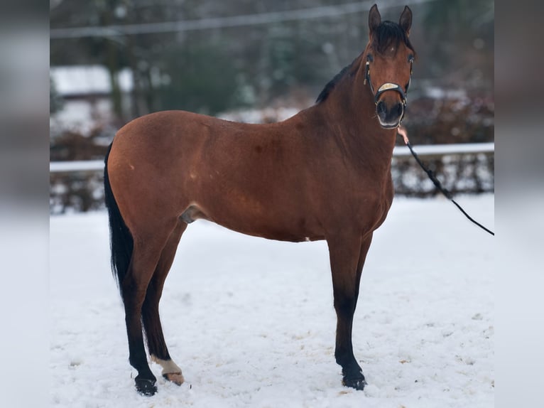 Cruzado Hongre 7 Ans 160 cm Bai in Neustadt (Wied)