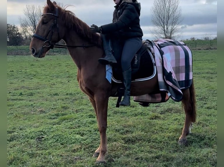 Cruzado Hongre 7 Ans 160 cm in Schöppenstedz