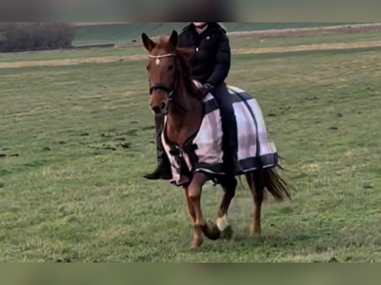 Cruzado Hongre 7 Ans 160 cm in Schöppenstedz